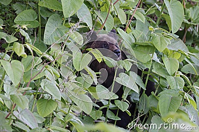 Ussuri brown bear Ursus arctos lasiotus. Shiretoko National Park. Shiretoko Peninsula. Hokkaido. Japan Stock Photo