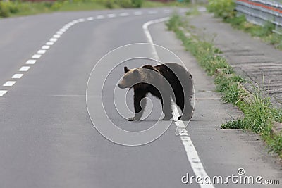 Ussuri brown bear Ursus arctos lasiotus. Shiretoko National Park. Shiretoko Peninsula. Hokkaido. Japan Stock Photo