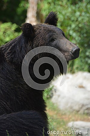Ussuri Brown Bear (Ursus Arctos Lasiotus) Stock Photo