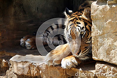 The Ussurian Tiger is sad in captivity at the zoo Stock Photo