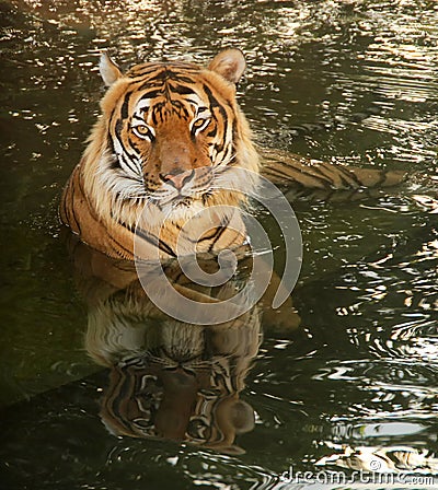 Ussurian tiger in water Stock Photo
