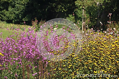 Beautiful flower beds. What beautiful colors Stock Photo