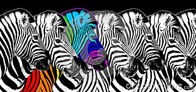 Usual & rainbow color zebra black background isolated, individuality concept, stand out from crowd, think different, creative idea Stock Photo