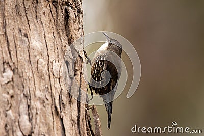 White-throated Treecreeper in Australia Stock Photo