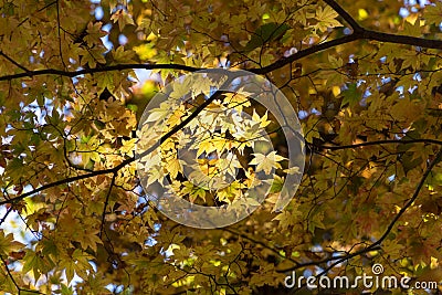 Usui Lake autumn Stock Photo