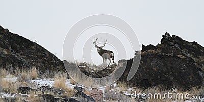 Utah Mule Deer Stock Photo