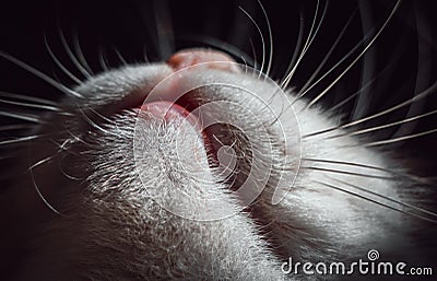 Ute cat`s mouth, chin and whiskers from beneath. Macro shoot Stock Photo