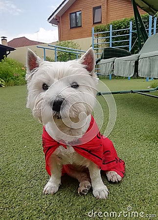 Happy Funny West Highland White Terrier - Westie, Westy Dog Play in Grass. Stock Photo