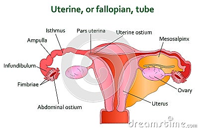 Uterine and follopian tube diagram Vector Illustration