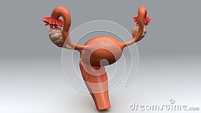 Uterus Aerial View Stock Photo