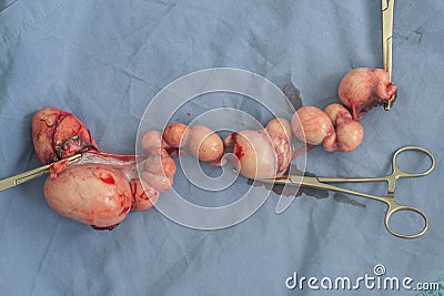 Uterus of a cat with piometra after surgery Stock Photo