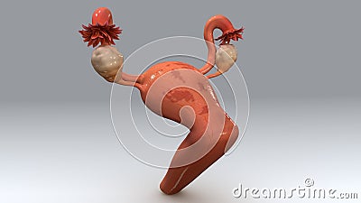 Uterus with Endometrial Tissue Back View Stock Photo