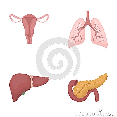 Uterus, lungs, liver, pancreas. Organs set collection icons in cartoon style vector symbol stock illustration web. Vector Illustration