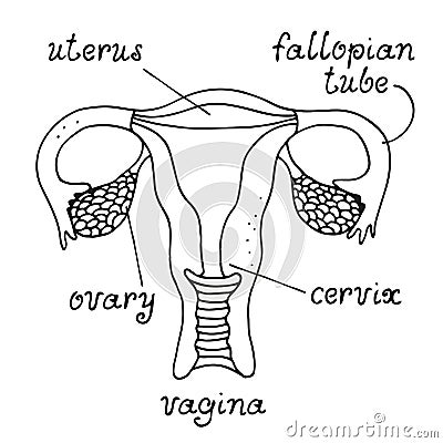 Uterus and ovaries anatomy Vector Illustration