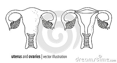 Uterus and ovaries illustration Vector Illustration