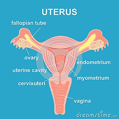 Uterus and ovaries, organs of female reproductive system Vector Illustration