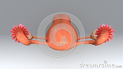 Uterus Top View Stock Photo