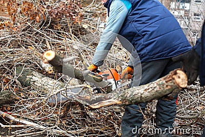 A utility worker is cutting large tree branches. Trimming tree branches interfering with power wires Editorial Stock Photo