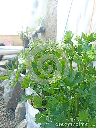 Utilize leftover used goods and empty land next to the house to plant celery Stock Photo