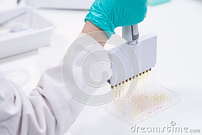 Utilizing a multichannel pipette dispenser, lab worker fills microplates for analytical research Stock Photo