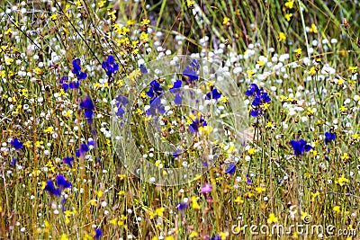 Utricularia beautiful with sunlight Stock Photo