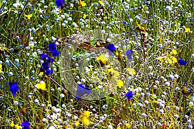 Utricularia blooming on dry field Stock Photo