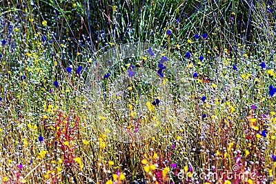 Utricularia blooming with sunny Stock Photo