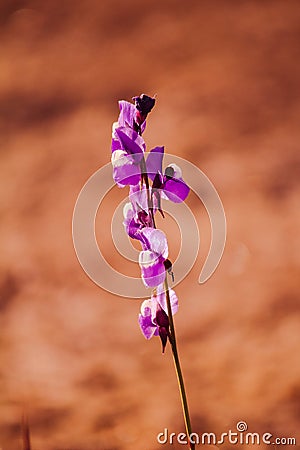 Utricularia delphinioides Is an insectivorous plant Stock Photo