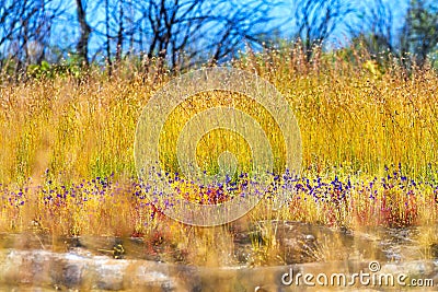 Utricularia delphinoides beautiful blur yellow field Stock Photo