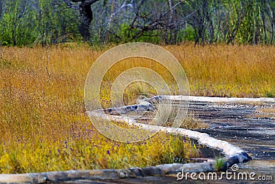 Utricularia delphinoides with dry ground in field Stock Photo