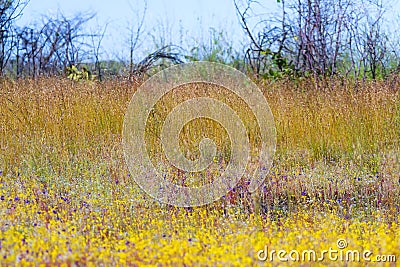 Utricularia delphinoides with field Eremochloa ciliaris Stock Photo