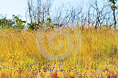 Utricularia delphinoides and field Eremochloa ciliaris Stock Photo