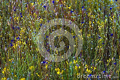 Utricularia delphinoides and field green grass Stock Photo