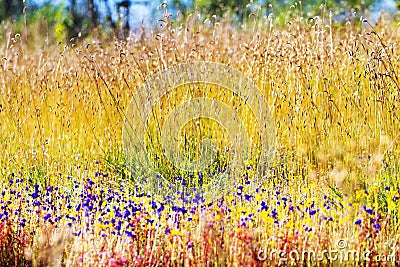 Utricularia delphinoides flowe and blur Eremochloa ciliaris Stock Photo