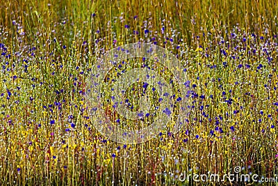 Utricularia delphinoides mix green grass Stock Photo