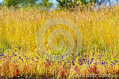 Utricularia delphinoides soft Eremochloa ciliaris Stock Photo