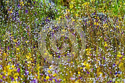 Utricularia flower beautiful blooming Stock Photo