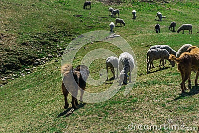 Uttarakhand, India. A big fully grown black and brown himalayan shepherd dog guarding sheep in the mountains of upper himalayan Stock Photo