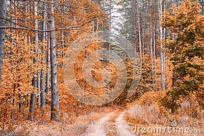 Utumn landscape. Autumn day in picturesque forest. Fall background. Fall nature. Trees with beautiful leaves in forest Stock Photo