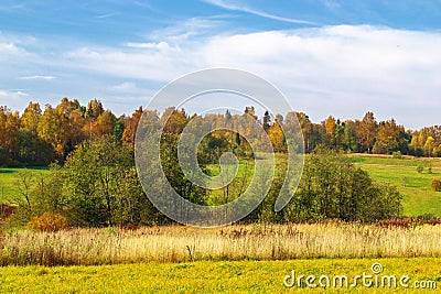 Ðutumn landscape. Park in autumn. Landscape birches with autumn forest. Dry grass in the foreground Stock Photo