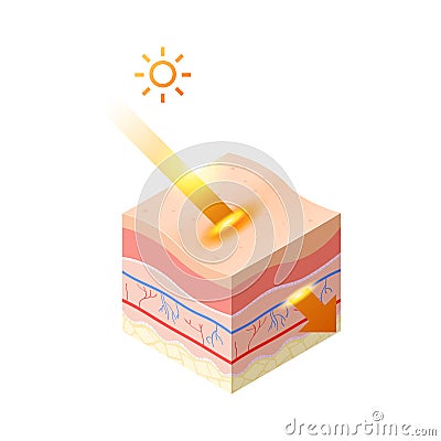 Uv ray from sun penetrate into epidermis of skin cross-section of human skin layers structure skincare medical concept Vector Illustration