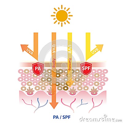 UVA and UVB rays penetrate into the skin, PA and SPF block UV rays vector on white background. Cartoon Illustration