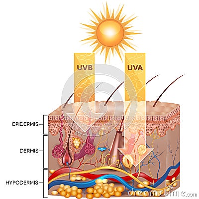 UVB and UVA radiation Vector Illustration