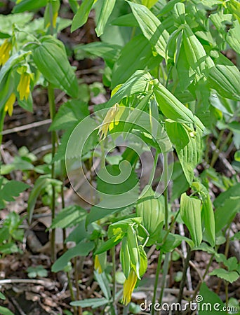 Uvularia sessilifolia, Sessile Bellwort Stock Photo