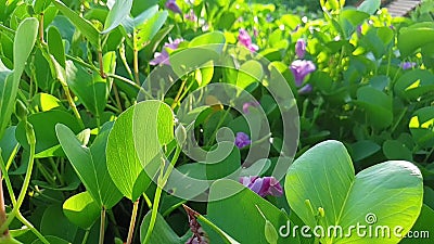 Moonflower De Praia Roxo Com Folhas Verdes Numa Cerca Vadia Ipomoea Purpurea Filme - Vídeo de pétala, folha: 198220202 Moonflower De Praia Roxo Com Folhas Verdes Numa Cerca Vadia Ipomoea Purpurea Filme - Vídeo de pétala, folha: 198220202