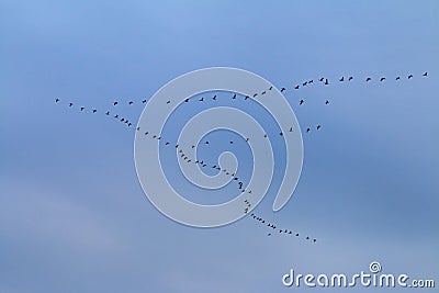 V-formation of flying cranes in autumn, Vorpommersche Boddenlandschaft, Germany Stock Photo