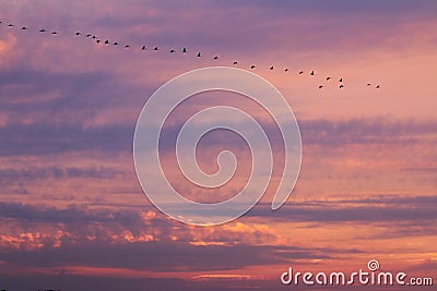 V-formation of flying cranes in coloring sky, Vorpommersche Boddenlandschaft, Germany Stock Photo