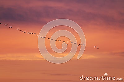 V-formation of flying cranes in orange sky, Vorpommersche Boddenlandschaft, Germany Stock Photo