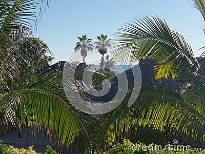 Vacation is calling, relax in a vacation village surrounded by palm trees Stock Photo