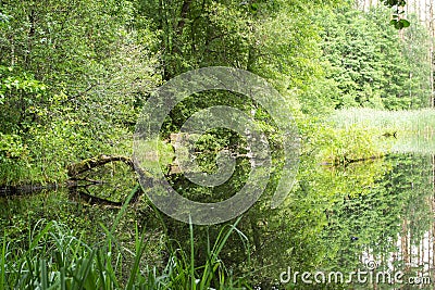 Vacation on the forest river. Summer forest landscape, Belarus Stock Photo